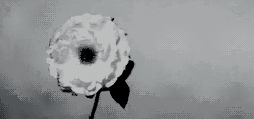 flower exploding